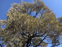 Acacia harpophylla