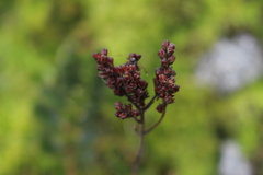 Veronica lavaudiana