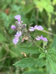 Teucrium canadense