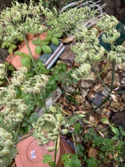 Heracleum sphondylium