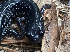 Plethodon glutinosus