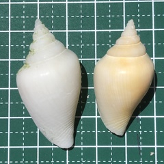 Neodilatilabrum robustum