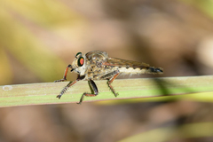 Promachus vertebratus