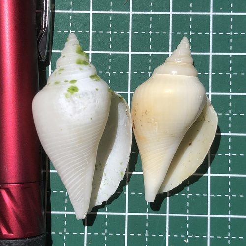 フドロ