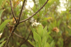 Verbesina centroboyacana