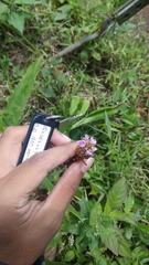 Tadehagi triquetrum