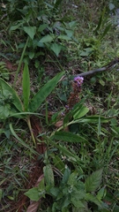 Tadehagi triquetrum