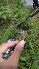 Tadehagi triquetrum
