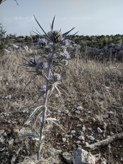 Eryngium amethystinum