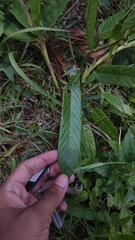 Tadehagi triquetrum