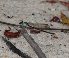 Argia tibialis