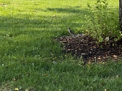 Oreoscoptes montanus