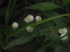 Alternanthera flavescens