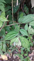 Elatostema