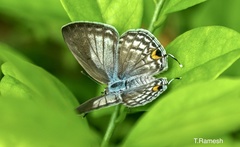 Catochrysops panormus exiguus
