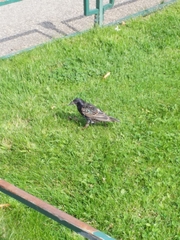 Sturnus vulgaris