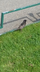 Sturnus vulgaris