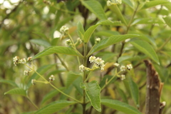 Lippia hirsuta