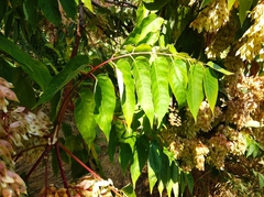 Ailanthus altissima