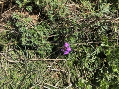 Glandularia aristigera