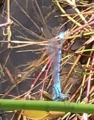 Coenagrion puella