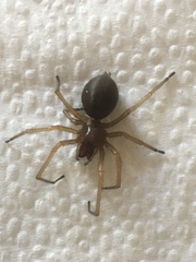 Cheiracanthium punctorium