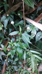 Alternanthera flavescens