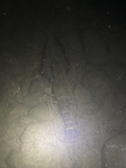 Macrobrachium rosenbergii