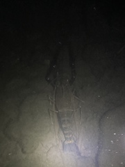 Macrobrachium rosenbergii