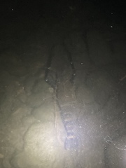 Macrobrachium rosenbergii