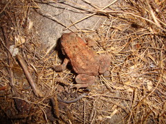 Bufo spinosus