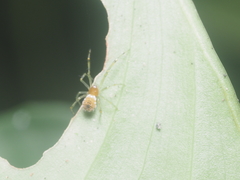 Theridion zonulatum