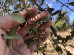 Psydrax oleifolia
