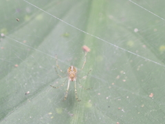 Theridion zonulatum