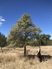 Psydrax oleifolia