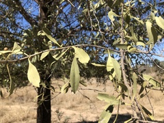 Psydrax oleifolia