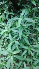 Ageratina riparia