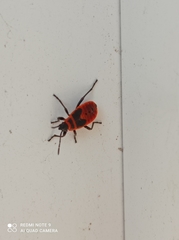 Pyrrhocoris apterus