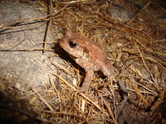 Bufo spinosus