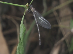 Euphaea variegata