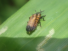 Chalepus