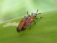 Chalepus