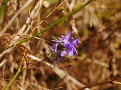 Delphinium consolida