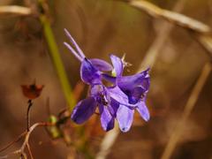 Delphinium consolida