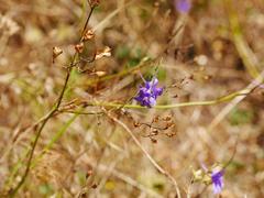 Delphinium consolida