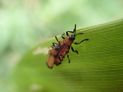 Chalepus