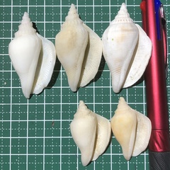 Neodilatilabrum succinctum