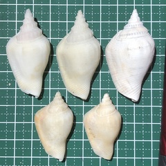 Neodilatilabrum succinctum