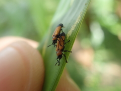 Chalepus