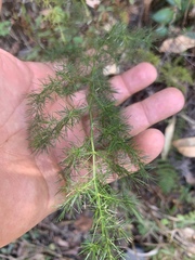 Asparagus setaceus